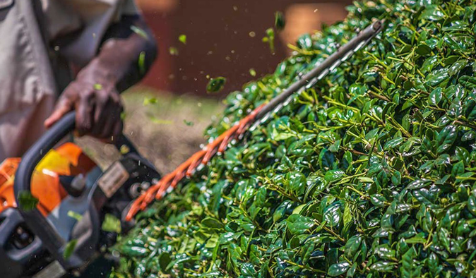Building groundskeeper runs chainsaw along a bush hedge, sending leaf particles flying.