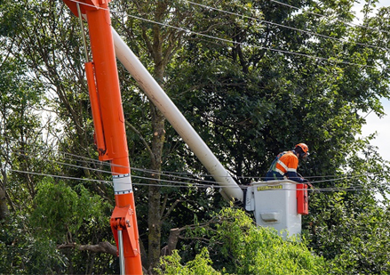 Worker in a boom lift bucket works near trees and power lines.